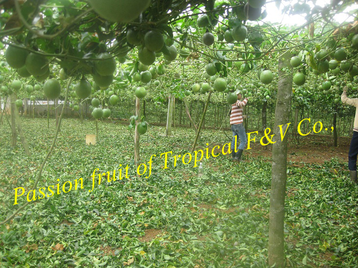 Passion fruit Farm