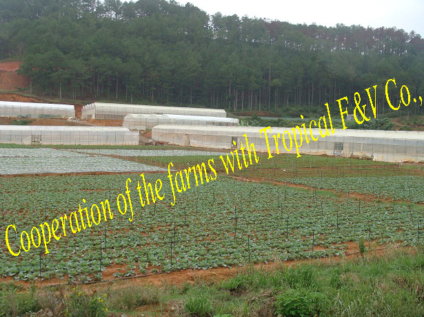Vegetables Farm